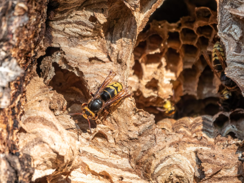 「福島市渡利」オオスズメバチ駆除の画像イメージ
