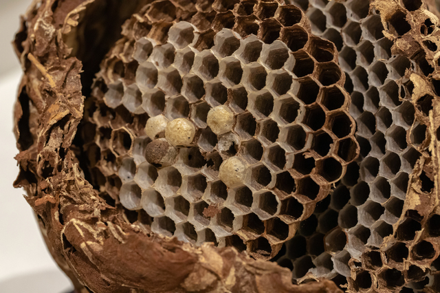 「竹原市忠海町」オオスズメバチ駆除の画像イメージ