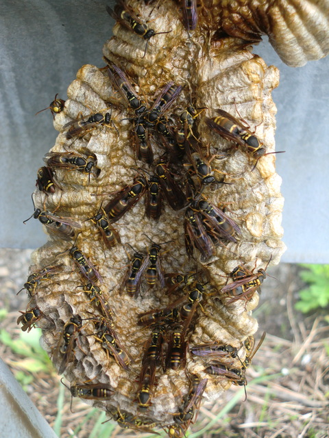 「本宮市松沢」スズメバチ駆除の画像イメージ
