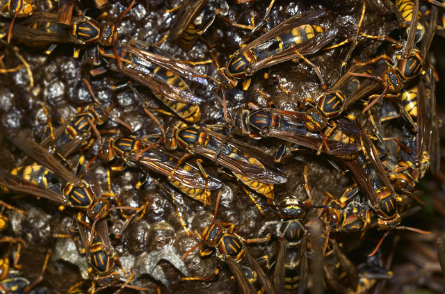 「尾道市御調町山岡」キイロスズメバチ駆除の画像イメージ