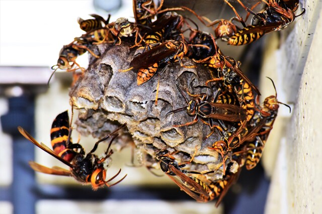 「総社市金井戸」キイロスズメバチ駆除の画像イメージ