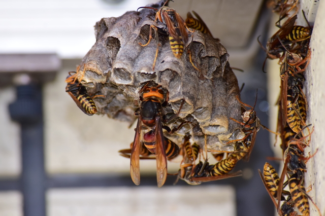 「南相馬市原町区陣ケ崎」オオスズメバチ駆除の画像イメージ