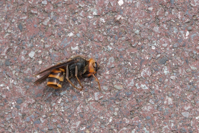 「伊達市細谷」ミツバチ駆除の画像イメージ