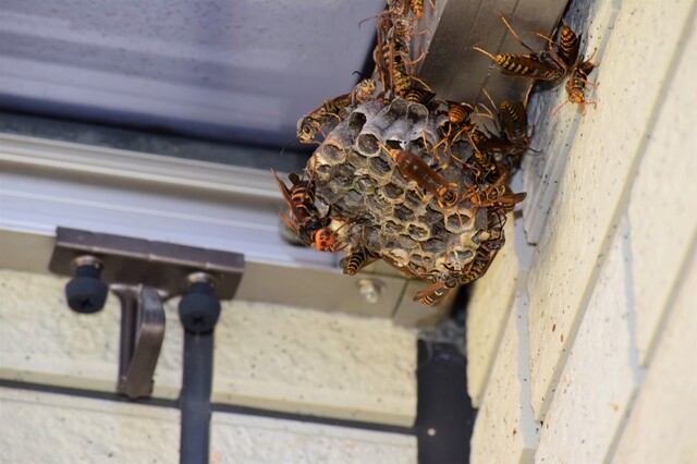 「南相馬市小高区小谷」ミツバチ駆除の画像イメージ