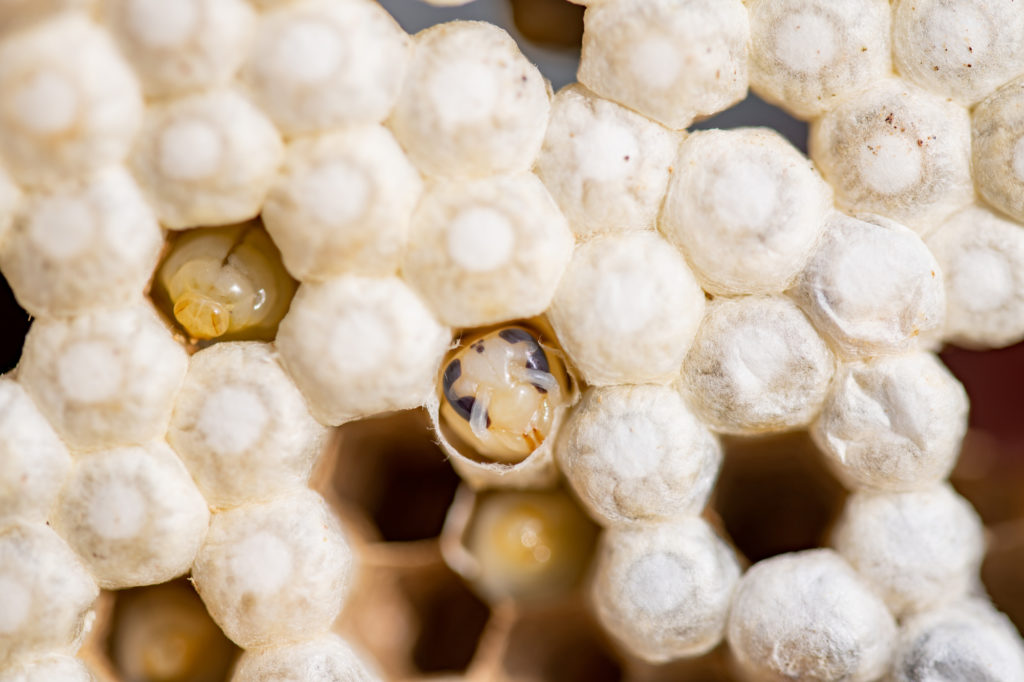 「福島市土湯温泉町」ヒメスズメバチ駆除の画像イメージ