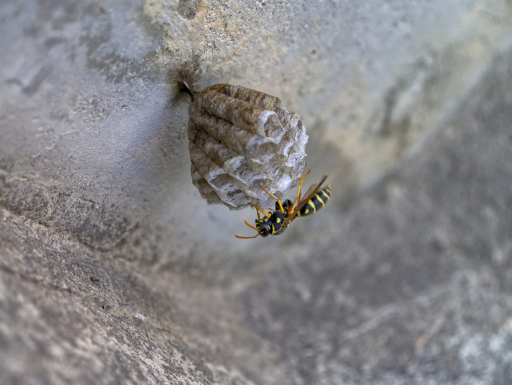 「大分市太田」スズメバチ駆除の画像イメージ