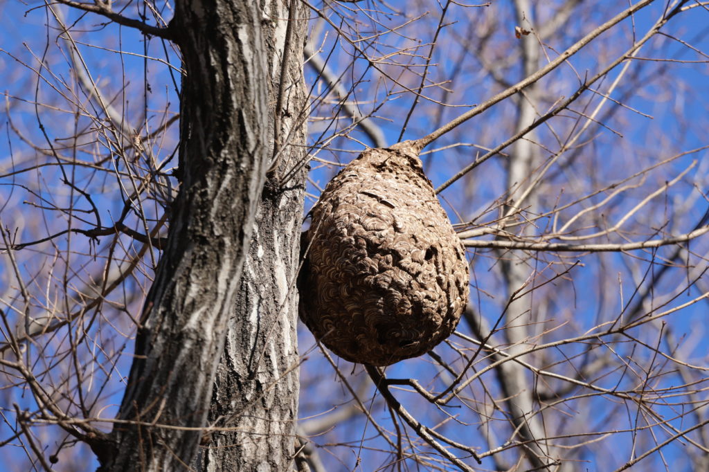 「郡山市日和田」コガタスズメバチ駆除の画像イメージ