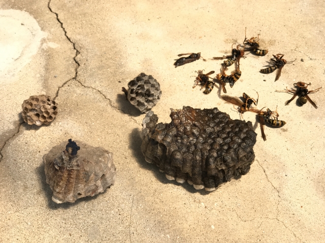 「津山市里公文上」キイロスズメバチ駆除の画像イメージ