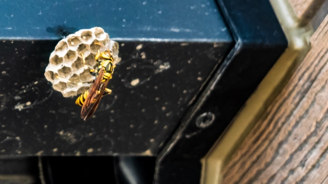 「瀬戸内市長船町磯上」ミツバチ駆除の画像イメージ