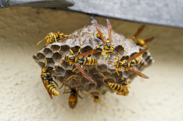 「神埼市神埼町的」キイロスズメバチ駆除の画像イメージ