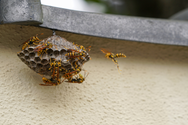 「伊佐市大口大島」ミツバチ駆除の画像イメージ