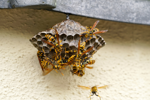 「津山市材木町」ミツバチ駆除の画像イメージ