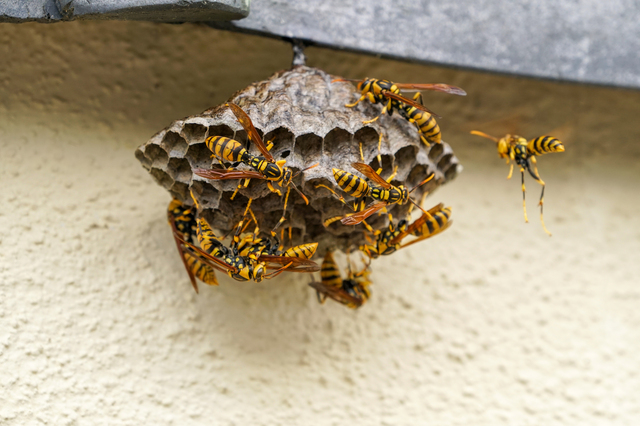 「備前市伊部」ミツバチ駆除の画像イメージ