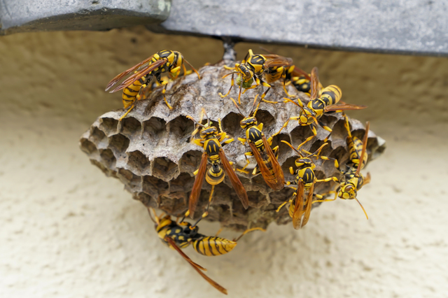 「白河市鷹匠町」キイロスズメバチ駆除の画像イメージ