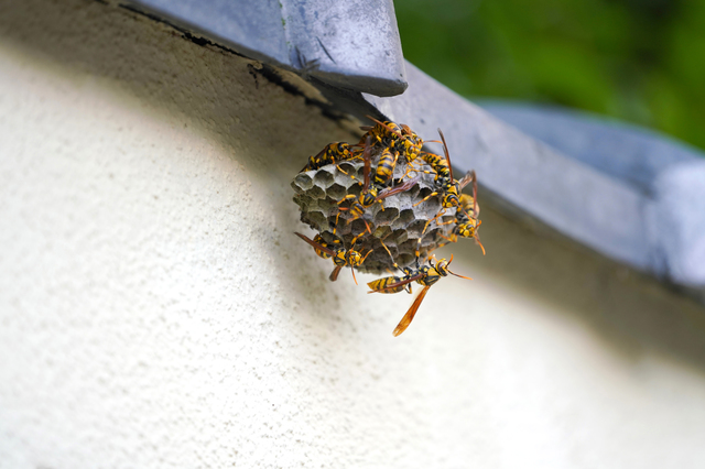 「総社市金井戸」アシナガバチ駆除の画像イメージ