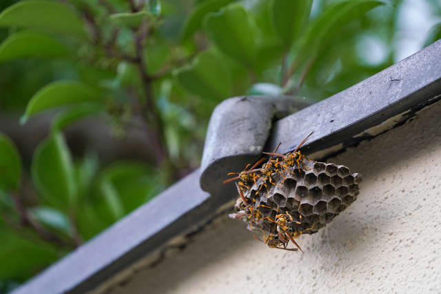 「倉敷市下庄」アシナガバチ駆除の画像イメージ
