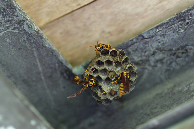 「伊佐市菱刈重留」アシナガバチ駆除の画像イメージ