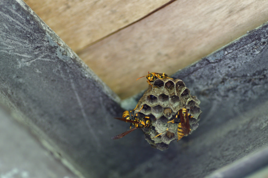 「喜多方市押切東」ヒメスズメバチ駆除の画像イメージ