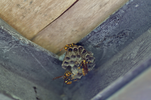 「人吉市麓町」スズメバチ駆除の画像イメージ