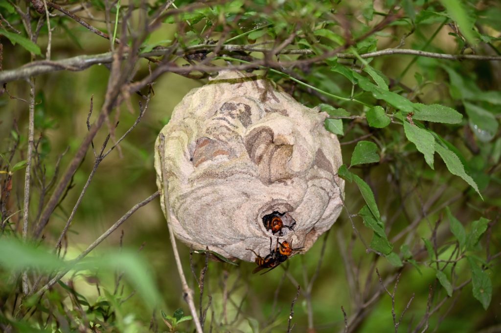 「福島市北矢野目」スズメバチ駆除の画像イメージ