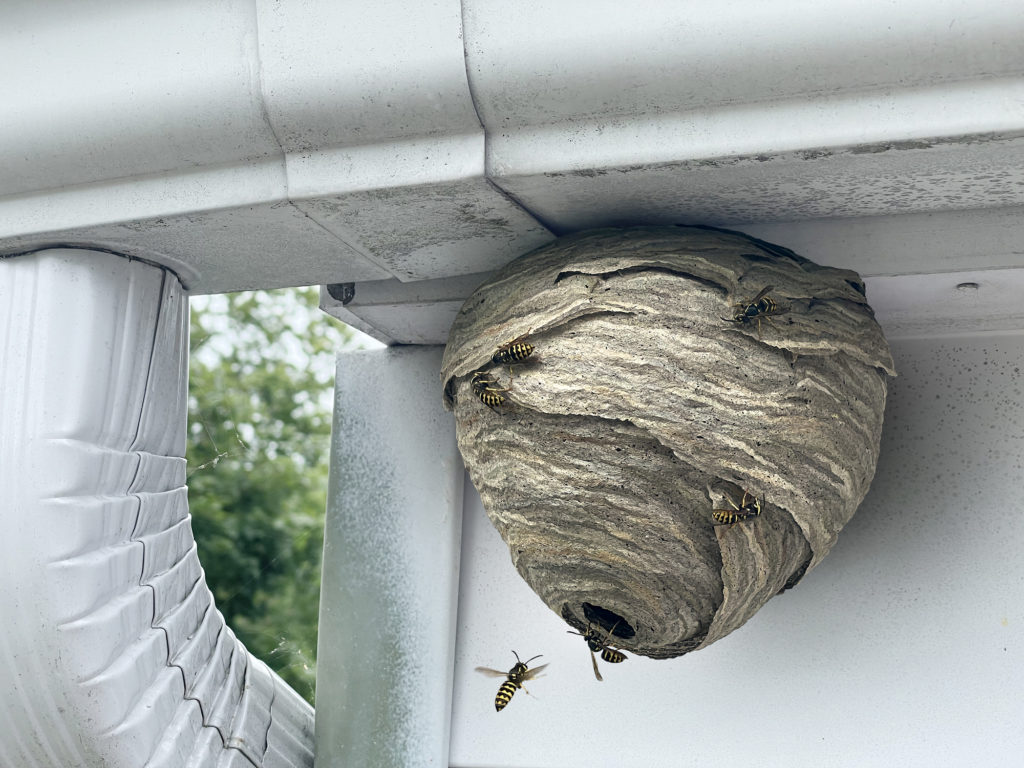 「庄原市総領町稲草」ヒメスズメバチ駆除の画像イメージ