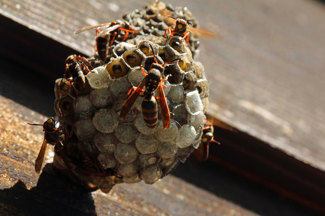 「総社市美袋」スズメバチ駆除の画像イメージ
