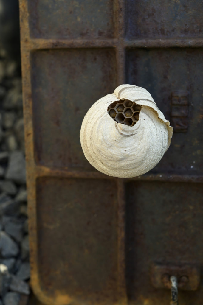 「山口市三の宮」キイロスズメバチ駆除の画像イメージ