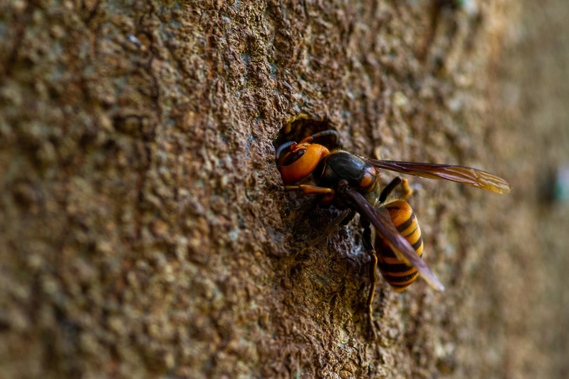 「呉市川尻町柳迫」キイロスズメバチ駆除の画像イメージ