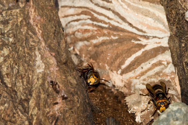「伊達市諏訪西」コガタスズメバチ駆除の画像イメージ