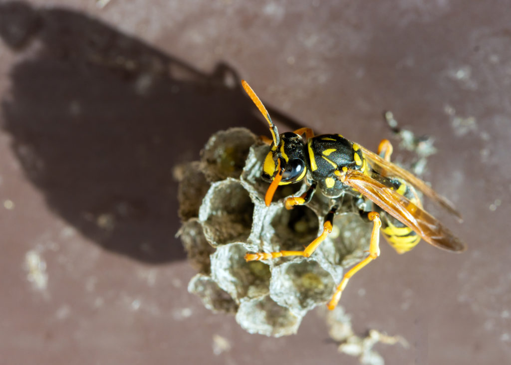 「日田市小迫町」ミツバチ駆除の画像イメージ