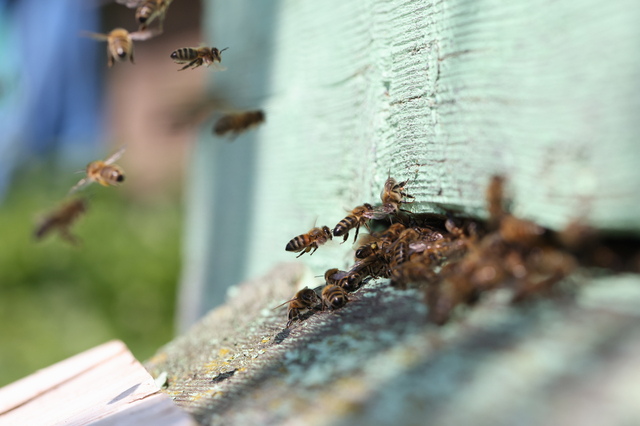 「臼杵市中臼杵」オオスズメバチ駆除の画像イメージ