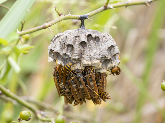 「下松市生野屋」ミツバチ駆除の画像イメージ
