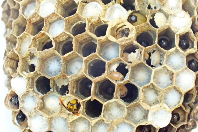 「呉市大山町」クマバチ駆除の画像イメージ