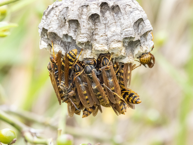 「福山市松原町」ミツバチ駆除の画像イメージ