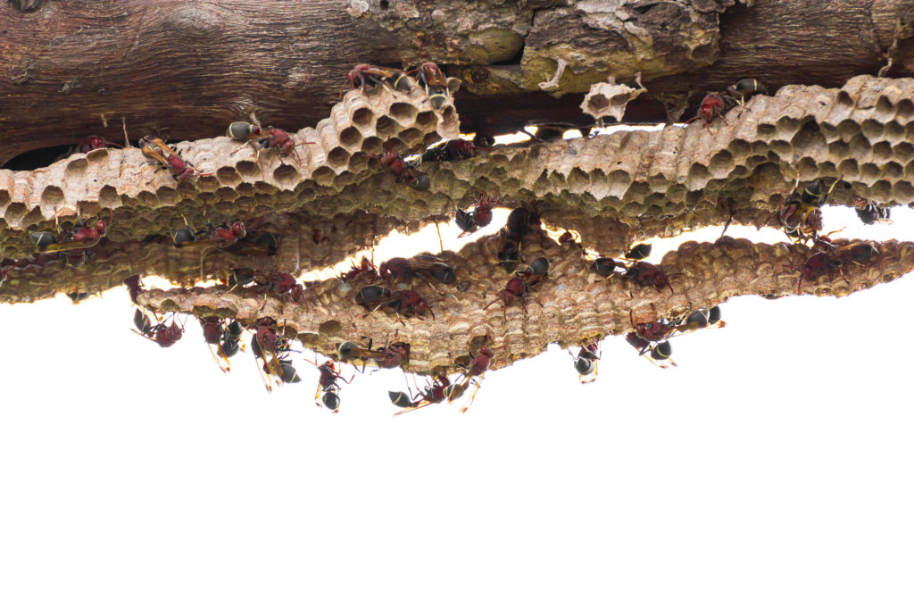 「阿蘇市小里」クマバチ駆除の画像イメージ