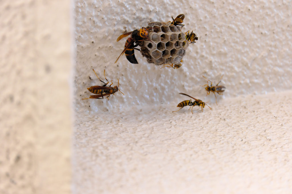 「荒尾市宮内出目」ヒメスズメバチ駆除の画像イメージ