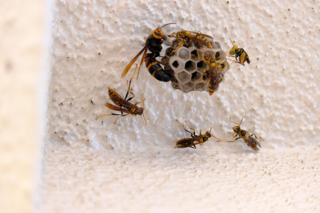 「呉市焼山泉ケ丘」ヒメスズメバチ駆除の画像イメージ