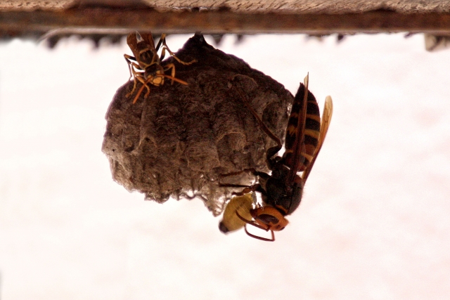 「竹原市忠海中町」オオスズメバチ駆除の画像イメージ