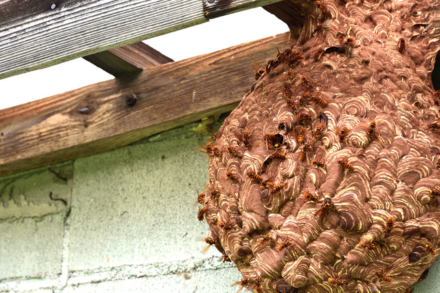「荒尾市大島町」オオスズメバチ駆除の画像イメージ
