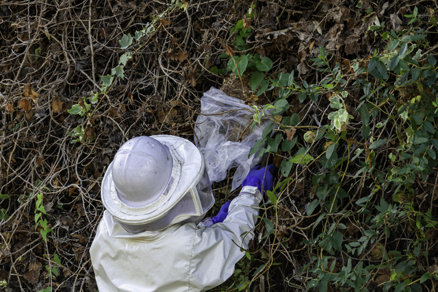 「下松市瀬戸」アシナガバチ駆除の画像イメージ