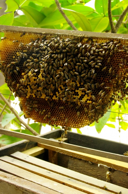 「井原市美星町宇戸」コガタスズメバチ駆除の画像イメージ