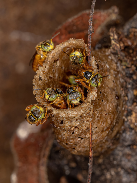 「福山市佐波町」キイロスズメバチ駆除の画像イメージ