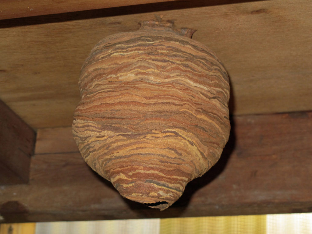 「竹田市戸上」クマバチ駆除の画像イメージ