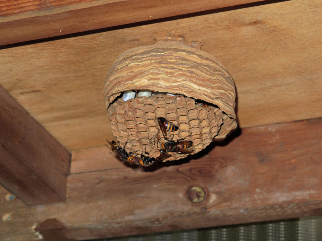 「高梁市甲賀町」クマバチ駆除の画像イメージ