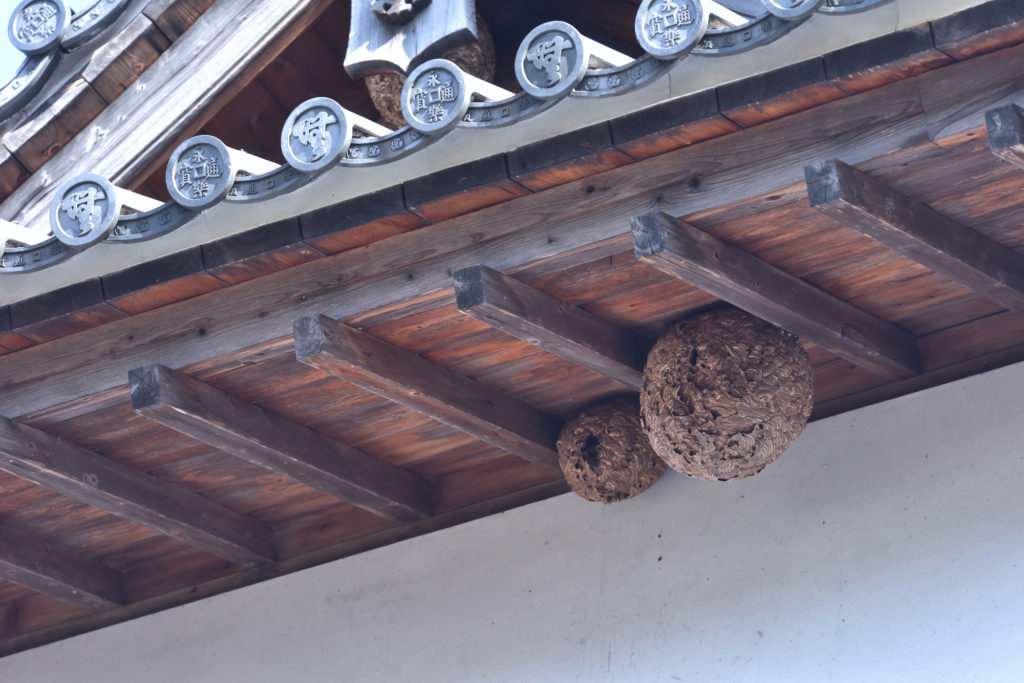 「鳥栖市蔵上町」ヒメスズメバチ駆除の画像イメージ