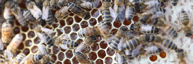 「枕崎市火之神町」オオスズメバチ駆除の画像イメージ