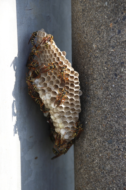 「荒尾市下井手」コガタスズメバチ駆除の画像イメージ