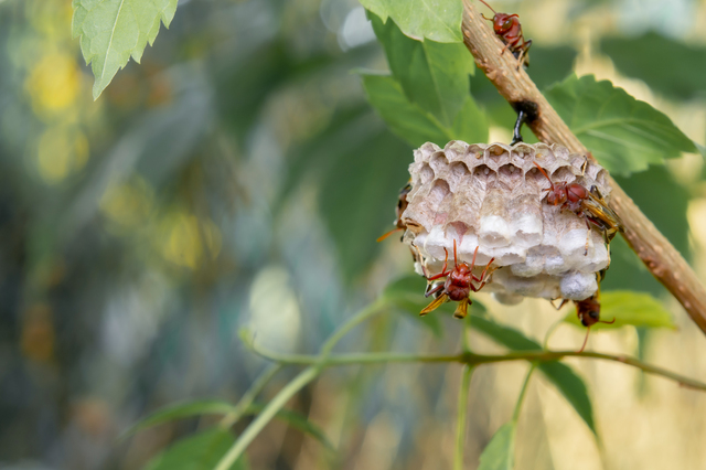 「南九州市川辺町中山田」アシナガバチ駆除の画像イメージ