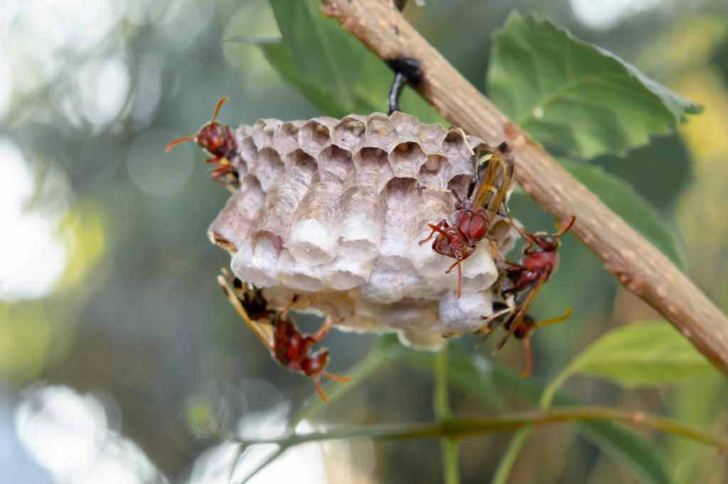 「郡山市西田」ヒメスズメバチ駆除の画像イメージ