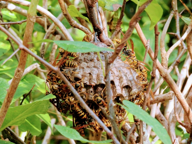 「三次市山家町」ヒメスズメバチ駆除の画像イメージ